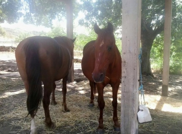 los animales descasan